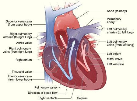 Illustration of the anatomy of the heart