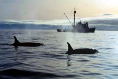Killer whales swimming by NOAA research vessel