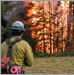 Firefighter observing burning tree.