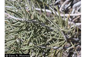 Photo of Pinus monophylla Torr. & Frém.