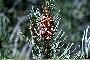 View a larger version of this image and Profile page for Pinus monophylla Torr. & Frém.