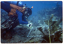 Assessing coral reef health