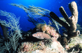 Coral Reef scene
