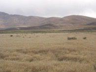 Type converted grassland near Winnemucca Nevada