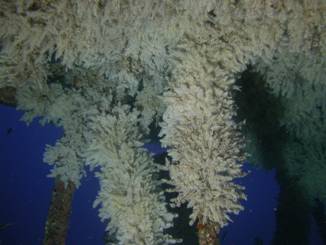 Figure 3. Snowflake coral polyps carpeting a sunken ship (YO-257) in 90 feet. Photo courtesy of Sam Kahng