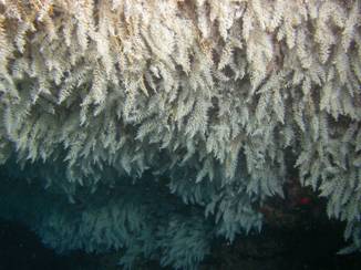 Figure 1. Snowflake coral saturating the roof of a ledge with millions of polyps extended while feeding at 40 feet off Pupukea. Photo courtesy of Sam Kahng.