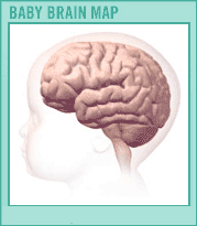 Baby Brain Map no Text