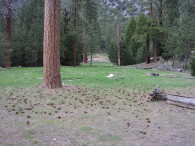 Yellow pine forest in Kings Canyon National Park