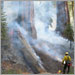 Firefighter observing prescribed fire in sequoia forest.