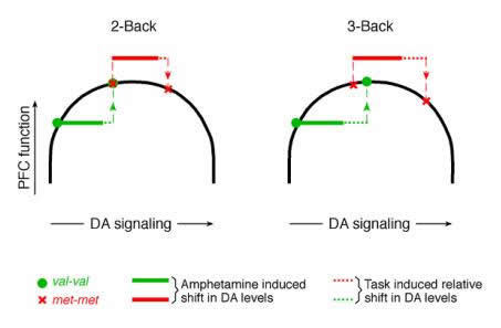 An inverted U models the effects of COMT gene type, difficulty of the working memory task, and amphetamine on dopamine (DA) activity in the prefrontal cortex