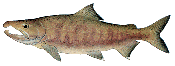 Chum salmon