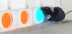 A row of one blue and two orange panels, with a mouse touching the blue panel.