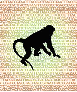 Silhouette of rhesus macaque on a background of the letters A, C, T, and G, which represent the chemical components of the genome.