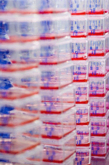 a photo of stacks of clear plastic cell culture flasks with red liquid.