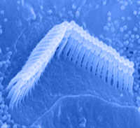 Tubular stereocilia on hair cell surface arranged in three rows of increasing height.