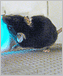 a photo of a mouse touching a blue panel.