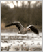 a photo of waterfowl flying over a lake