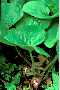 View a larger version of this image and Profile page for Asarum canadense L.