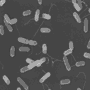 Listeria monocytogenes