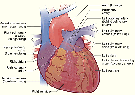Illustration of the exterior of a healthy heart