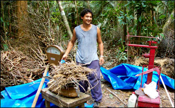 Photograph of Researcher Weighing Branches