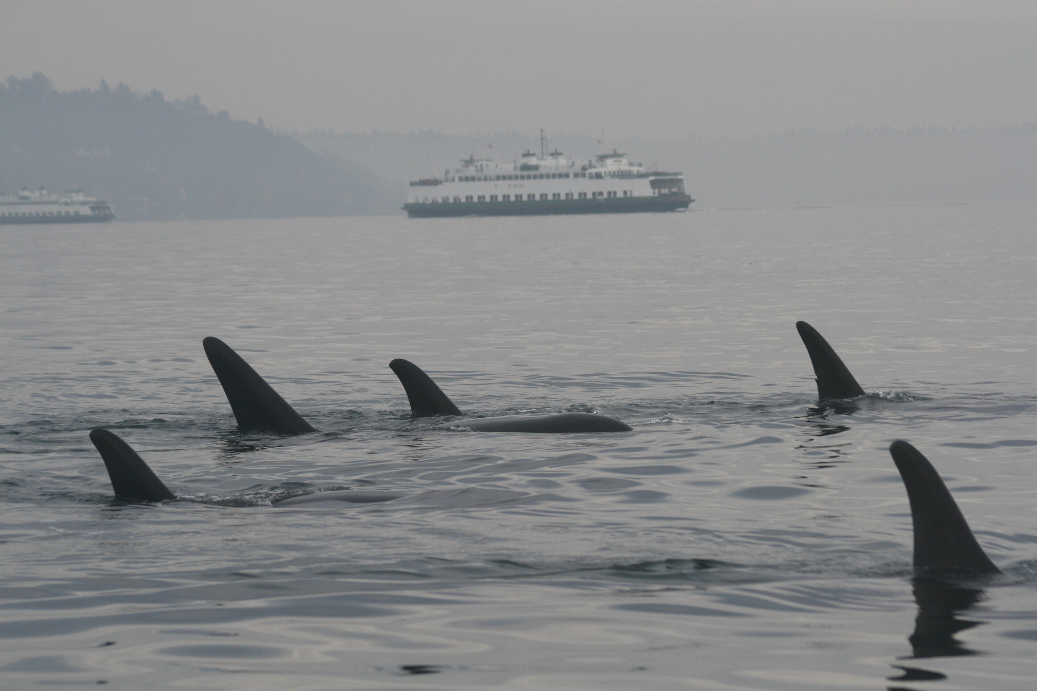 Southern Residents near Ferry