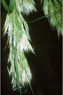 Photo of Andropogon glomeratus (Walter) Britton, Sterns & Poggenb.