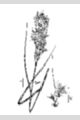 View a larger version of this image and Profile page for Andropogon glomeratus (Walter) Britton, Sterns & Poggenb.