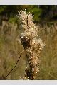 View a larger version of this image and Profile page for Andropogon glomeratus (Walter) Britton, Sterns & Poggenb.