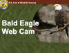 Bald Eagle Web Cam. See the new eggs!!