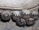 Bats with white-nose syndrome. Credit: USFWS