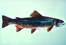 Brook trout. Credit USFWS