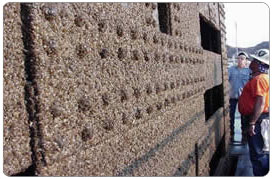 Quagga mussels on the penstock gate at Davis Dam on the Colorado River