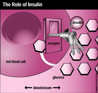 The Role of Insulin: picture of keys representing insulin are opening a door to allow glucose to get into a red blood cell