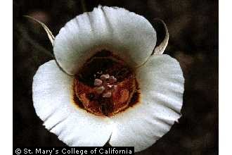 Photo of Calochortus superbus Purdy ex J.T. Howell