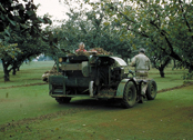 Photo of hazelnut orchard