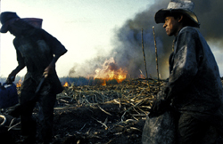 Farmers put their health and even their lives at risk when using slash and burn techniques. With little protection and little knowledge of safety procedures, Mayan farmers or hired workers often had serious or fatal accidents while burning fields in preparation for new crops to be planted.