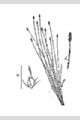 View a larger version of this image and Profile page for Eleocharis palustris (L.) Roem. & Schult.