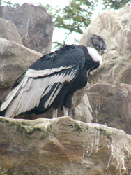 The Condor, pictured at Guayllabamba National Zoo north of Quito, Ecuador, has a 12-foot wingspan. USAID efforts are helping to conserve its natural habitat in northern Ecuador.