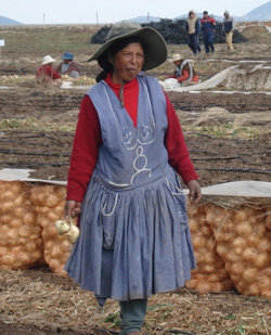 Local producers tend to crops of organic sweet onions, which flourish on once-barren land in the Bolivian Andes region of Oruro