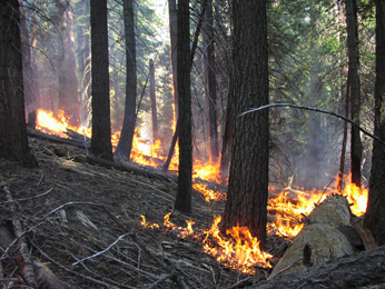 Prescribed fire in Unit 9 (Early season treatment) – June 20, 2002 (Photo by Eric Knapp)