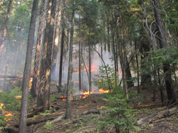 Prescribed fire burning through dense multi-aged old-growth forest (Unit 5, Oct. 17, 2001).