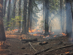 Low intensity surface fire on an area with little slope in Unit 3 (June 27, 2002).