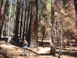 USGS crew evaluating forest thinning one year after a late-season burn (Unit 5).