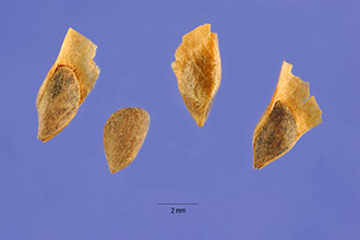 Photo of Picea mariana (Mill.) Britton, Sterns & Poggenb.