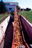 Photo of harvested grain being moved into an elevator