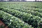 Photo of an unharvested field