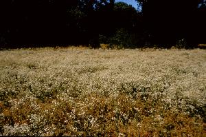 Pepperweed infloresence in flower. Credit: J. DiTomaso.