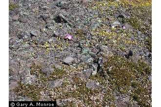 Photo of Lewisia rediviva Pursh