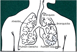image of the lungs